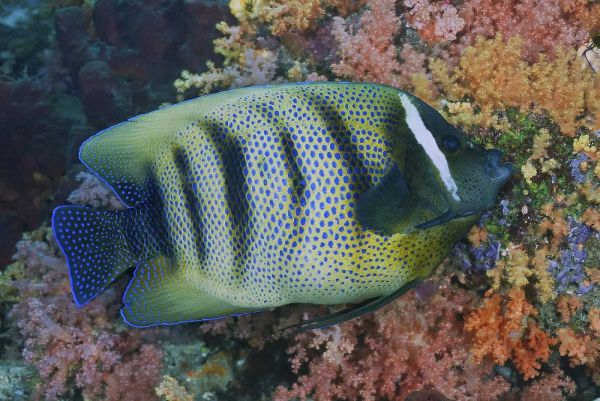 Indonesia, Raja Ampat Underwater fish and coral
